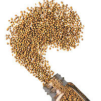 Коріандр горошок