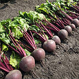 Насіння буряка Пабло F1 200 шт. Bejo, фото 2