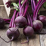 Буряк столовий Бохан F1 200шт, фото 2