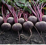 Буряк столовий Кестрел F1 2г, фото 2