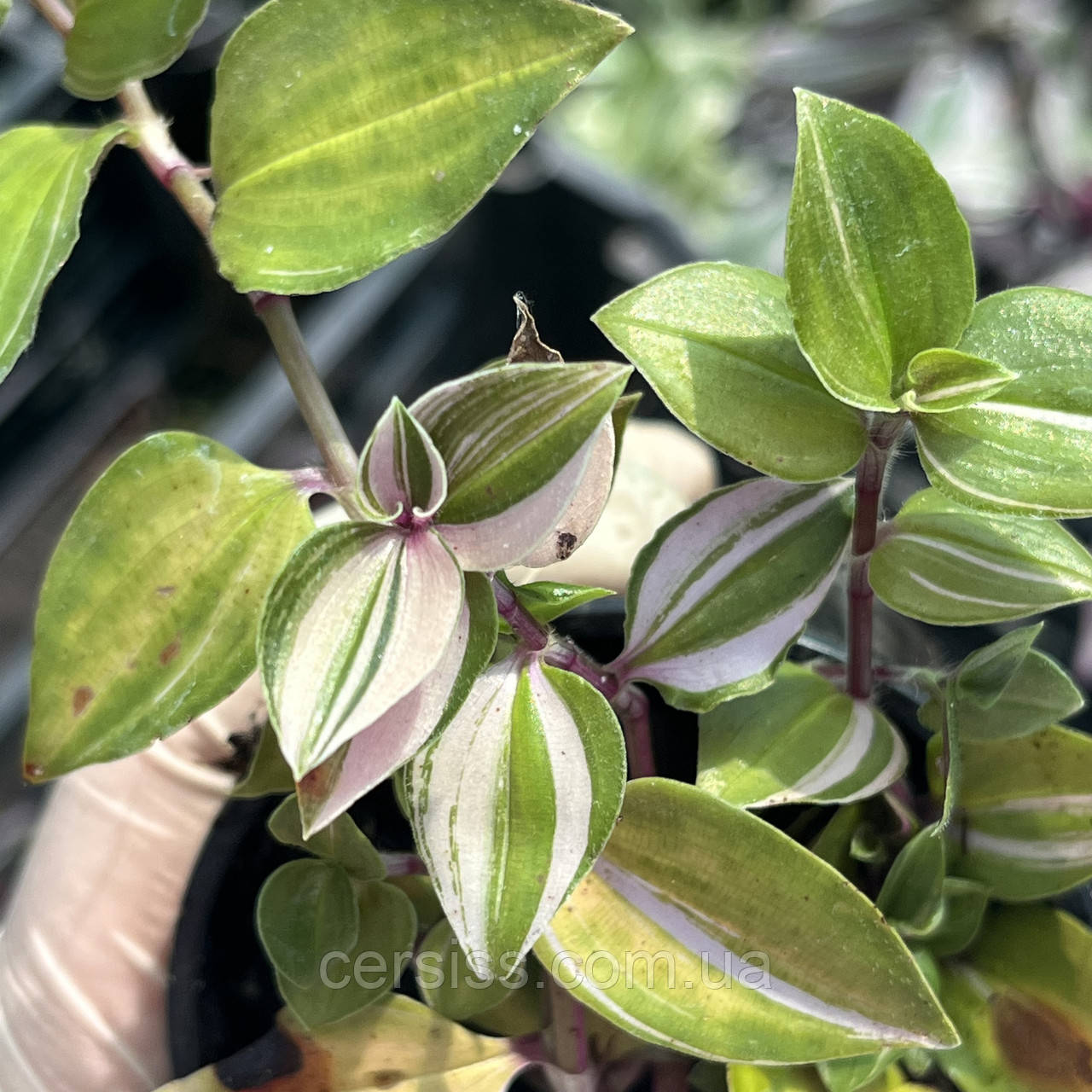 Традесканція Rainbow Hill ампельна рожева Tradescantia Rainbow Hill, фото 1