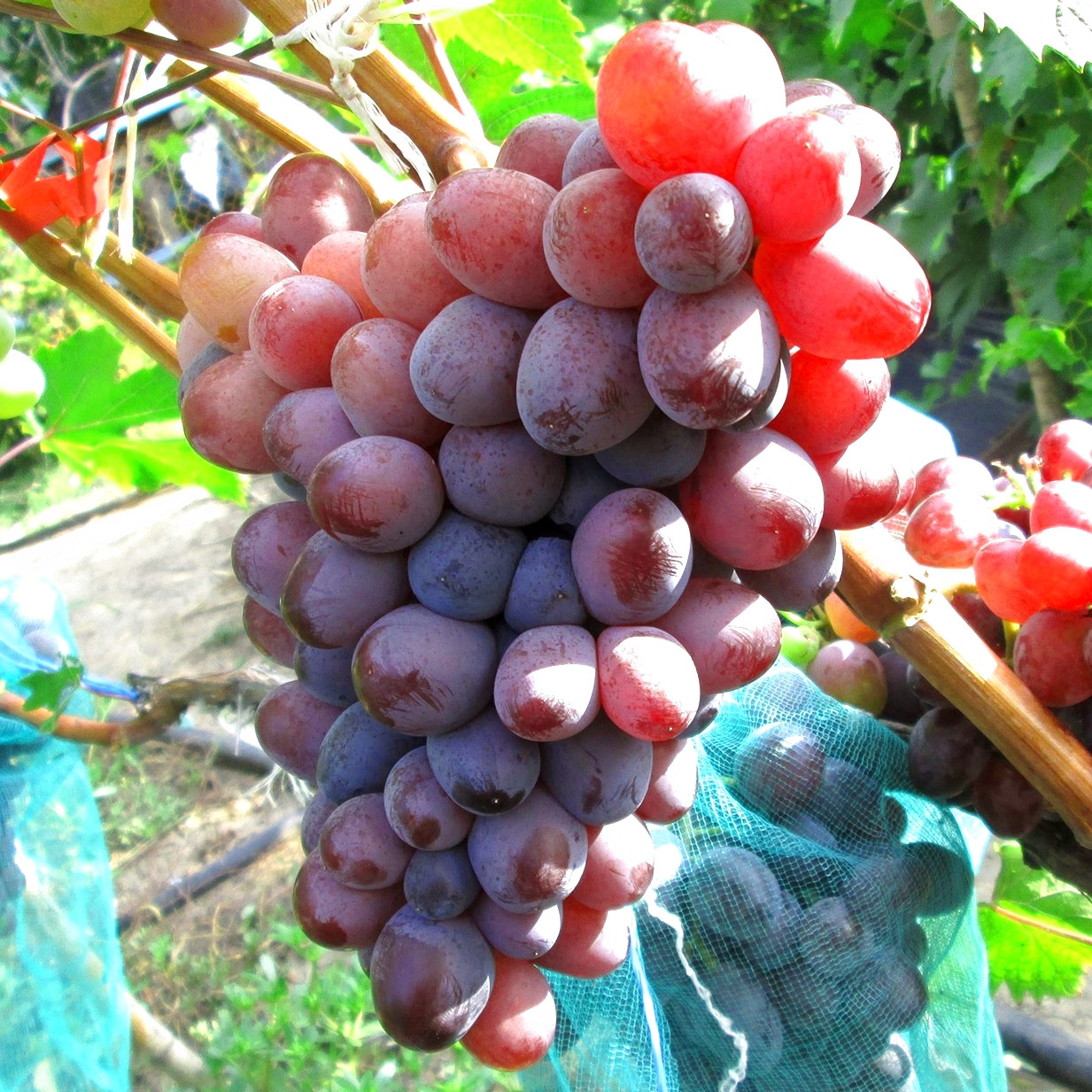 Саджанці Винограду Кишмиш Казка - середнього терміну, урожайний, морозостійкий, фото 1