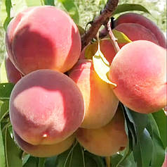 Саджанці персика сорт Мадам Десерт (середньо-раннього терміну дозрівання)