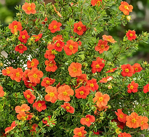 Лапчатка кущова Marian Red Robin 3 річна, Лапчатка кустарниковая Мариан Ред Робин, Potentilla fruticosa