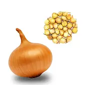 Цибуля сіянка  Штутгартен Стенфилд (Голландія, Broer), 1кг