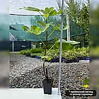 Саджанці інжиру Брева (Breva) 2-х річний - середній, самоплодовий, солодкий, фото 2