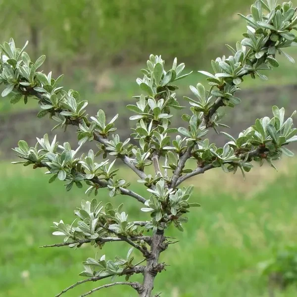 Запилювач до обліпихи "Либідь" С2
