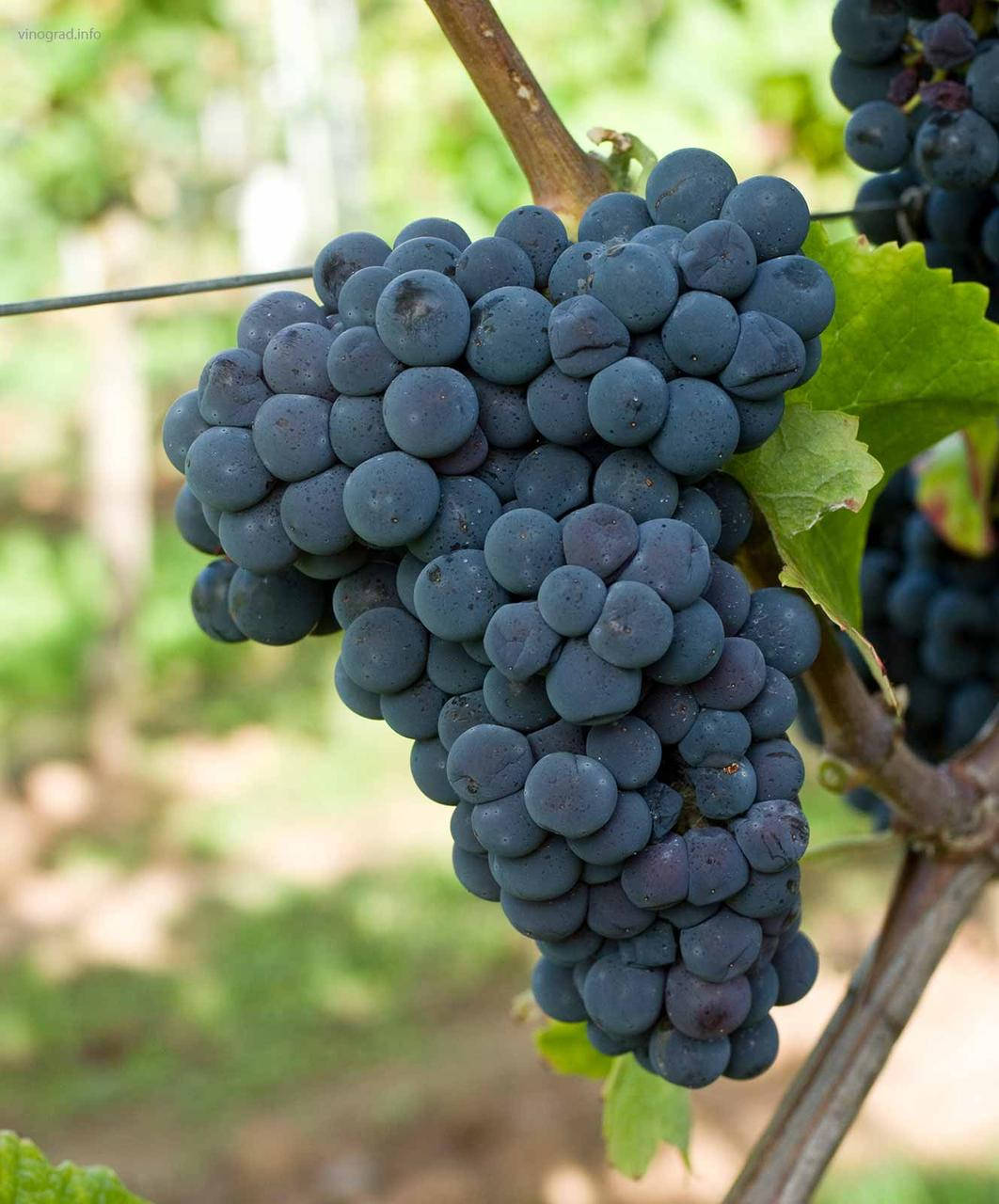 

Саженцы винограда Каберне Кароль