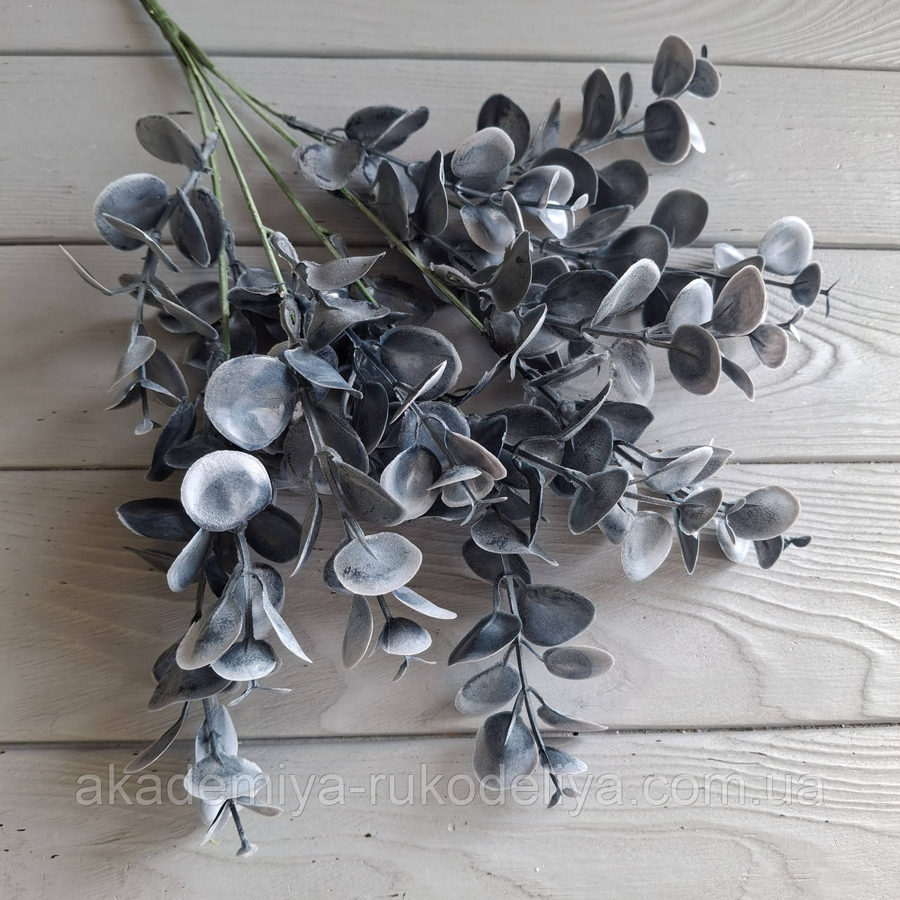 Куст евкаліпт сіре кругле листя (кус 5 гілок), фото 1