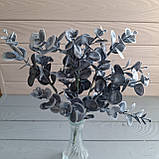 Куст евкаліпт сіре кругле листя (кус 5 гілок), фото 3