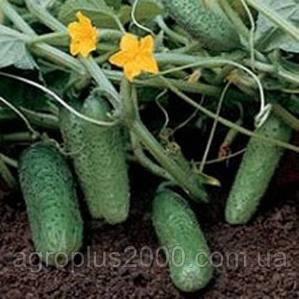 Насіння Огірок самозапильний Чайковський F1, 100 насінин Rijk Zwaan Агропак, фото 2