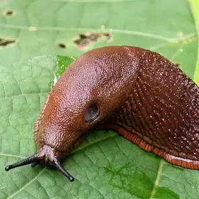 Засоби від Слизів