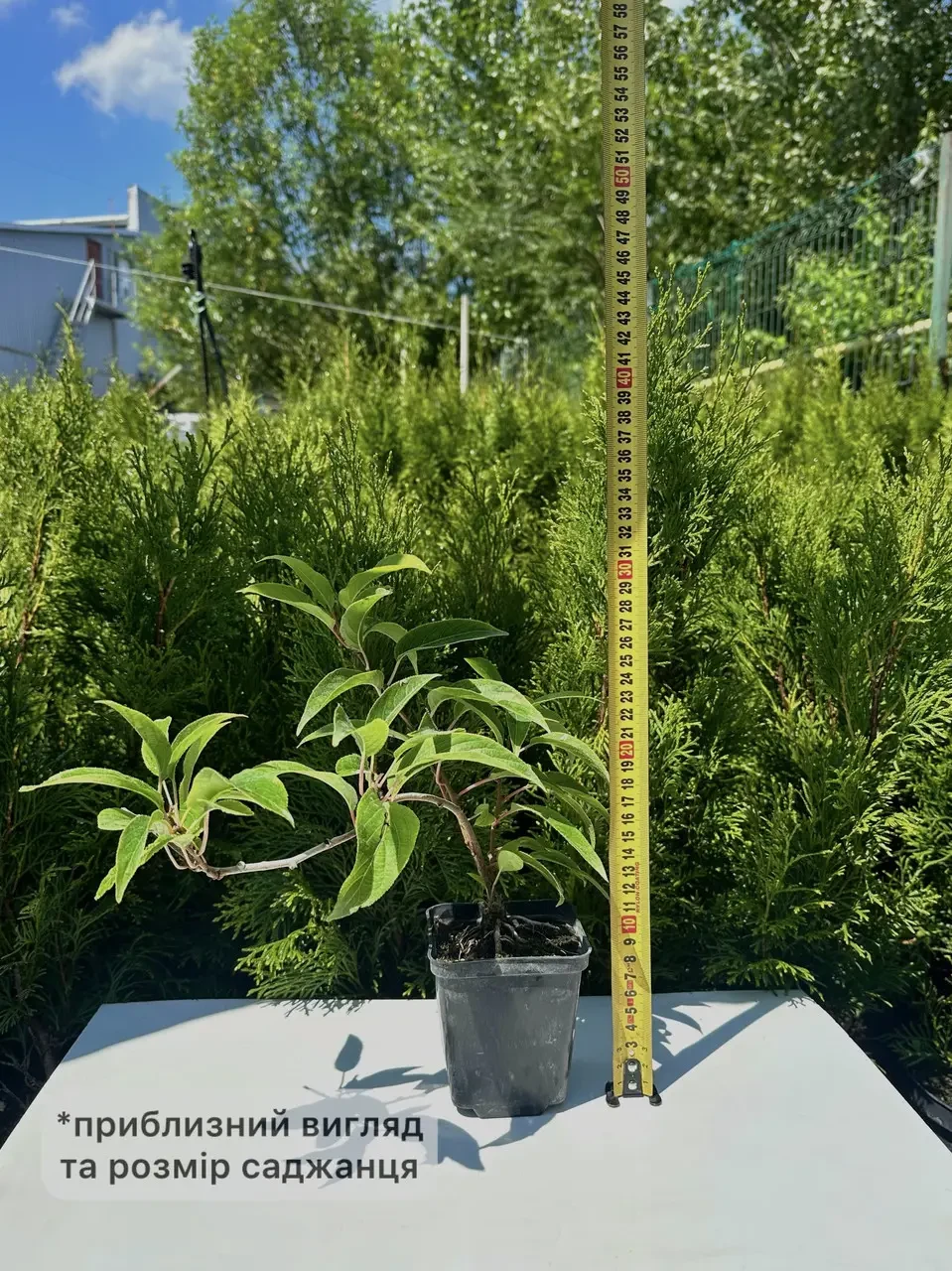 Порно Элисон Ханниган Ресейлік порно табиғат