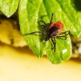 Захист від комарів, москітів, кліщів