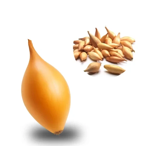 Цибуля сіянка Бамбергер (Голландія, TOP), 1кг