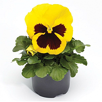 Фіалка Syngenta Colossus Yellow With Blotch F1 1000 нас