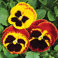 Фіалка Syngenta Colossus Fire Surprise F1 100 нас