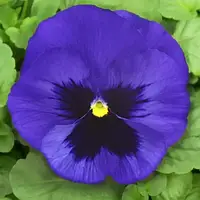 Фіалка Syngenta Colossus Deep Blue With Bloth F1 1000 нас