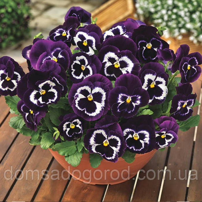 Фіалка Syngenta Mammoth Viva la Violet F1 1000 нас