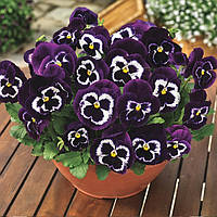 Фіалка Syngenta Mammoth Viva la Violet F1 1000 нас