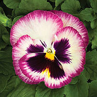 Фіалка Syngenta Colossus Rose Surprise F1 1000 н