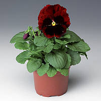 Фіалка Syngenta Colossus Red with Blotch F1 1000 насінин