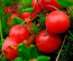 Саджанці журавлини сорт Ховес 2 річні, конт. 1.5 л, фото 2