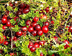 Саджанці журавлини сорт Ховес 2 річні, конт. 1.5 л, фото 3