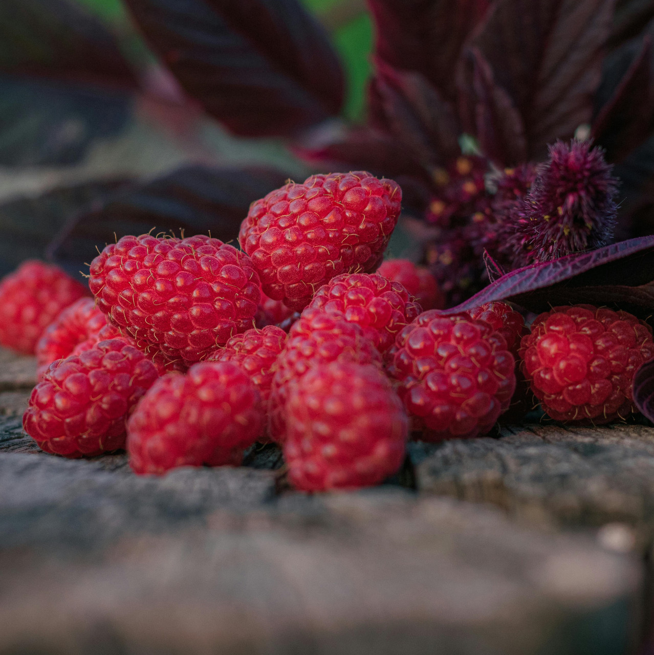 Малина "Квелі" (ремонтантна)