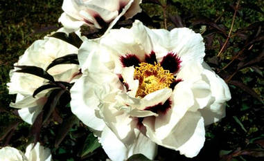 Деревоподібна Півонія Біла 2 річна, Півонія Деревовидна біла, Paeonia x suffruticosa