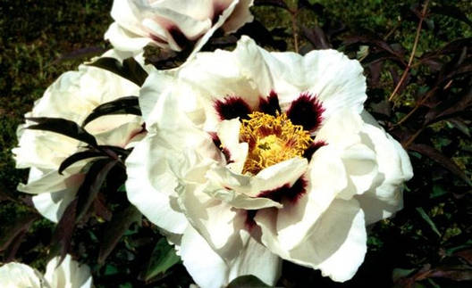 Деревоподібна Півонія Біла 2 річна, Півонія Деревовидна біла, Paeonia x suffruticosa, фото 1