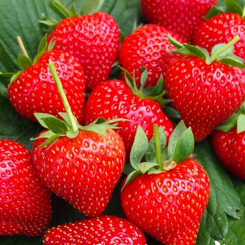 Полуниця "Фалко" (касетна)