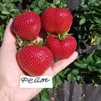 Полуниця Фейт (касетна)