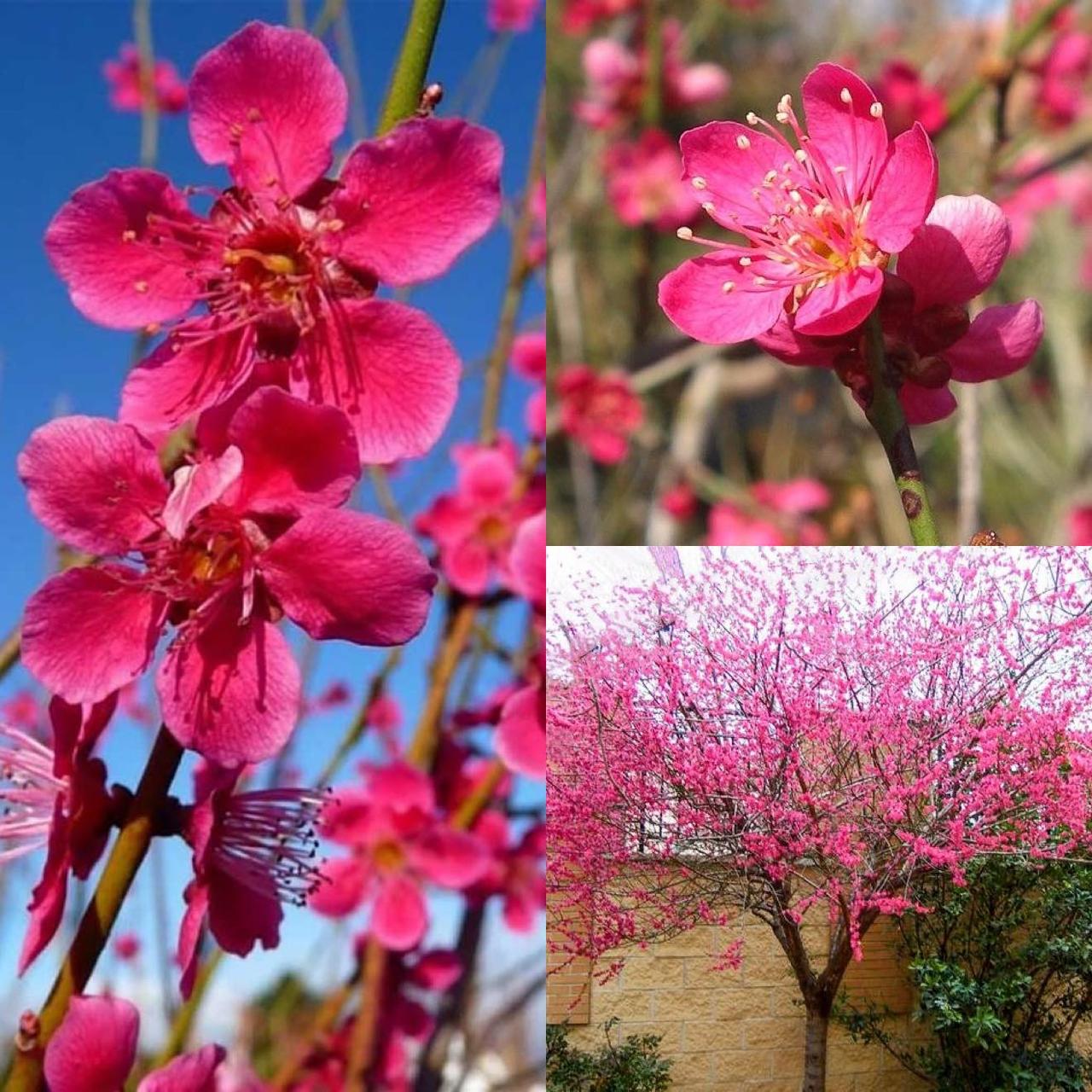 Саджанці абрикосу декоративного "Beni-chidori" (Бені-Чідорі) (штамб 0,8–1,4 м + крона)