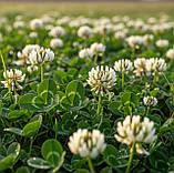 Конюшина (клевер) низькоросла біла Rivendel, DLF Trifolium (ДАНІЯ) Свіжа поставка!, фото 5