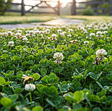 Конюшина (клевер) низькоросла біла Rivendel, DLF Trifolium (ДАНІЯ) Свіжа поставка!, фото 4