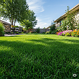 Тонконіг (мятлік) луговий Балін / Balin DLF Trifolium (ДАНІЯ) 25 кг, фото 2