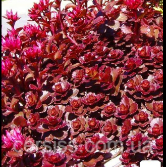 Очиток Вуду бордовий седум в горщику Sedum spurium Voodoo, фото 1