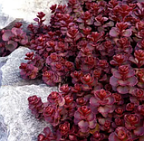 Очиток Вуду бордовий седум в горщику Sedum spurium Voodoo, фото 2