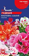 Годеція Виставка Азалій махрова суміш компактної форми холодостійка, упаковка 0,2 г