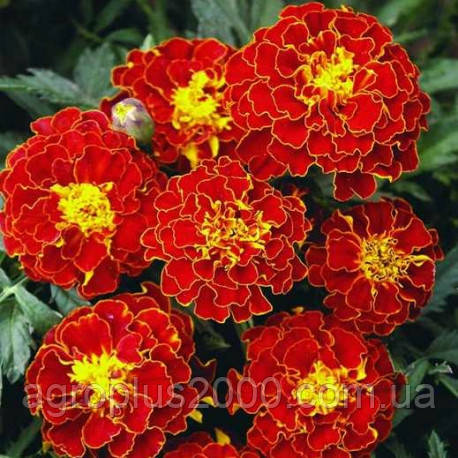 Насіння Оксамит Кармен 5 грамів Агропак