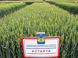 Пшениця Озима АСТАРТА