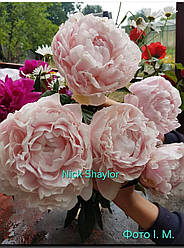 Півонія Nick Shaylor Нік Шейлор (Allison, 1931, USA) (саджанці)