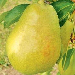 Груша Бланка (зимова)
