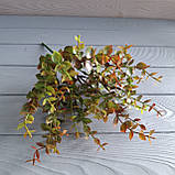 Куст евкаліпт тонований червоним — 7 гілок, фото 3