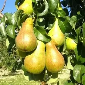 Груша Богема (зимова)