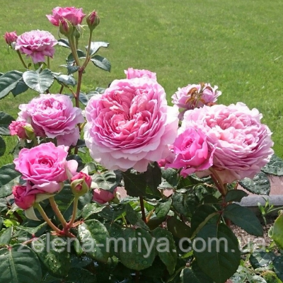 Троянда чайно- гибридна Айсфогель, фото 1