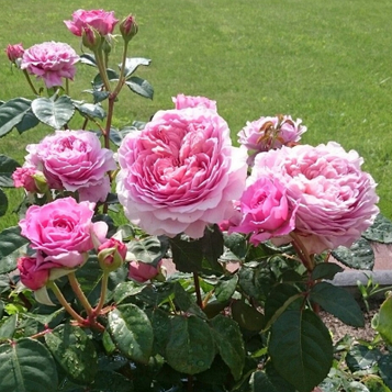 Троянда чайно- гибридна Айсфогель