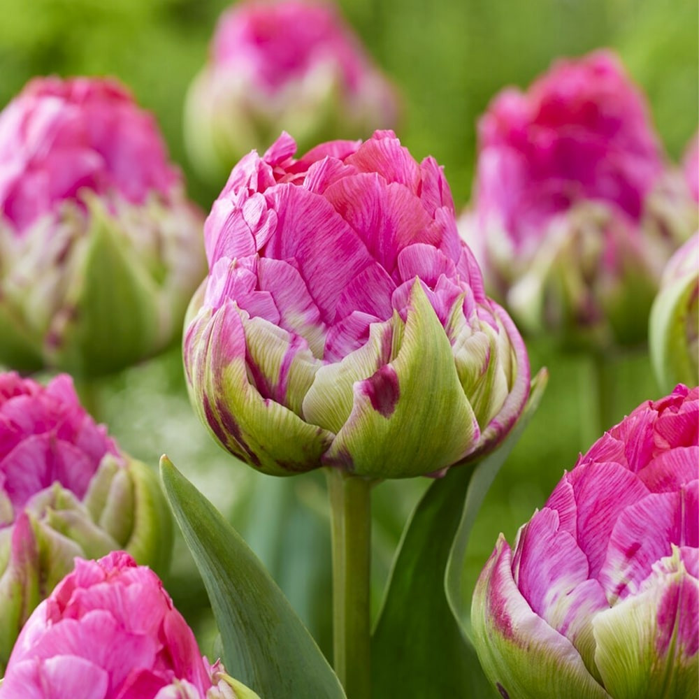 Тюльпан Wicked in Pink 11/12, фото 1