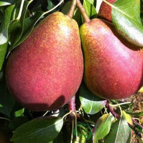 Груша Левен (зимова)